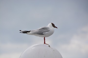 Seagull