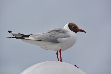 Seagull
