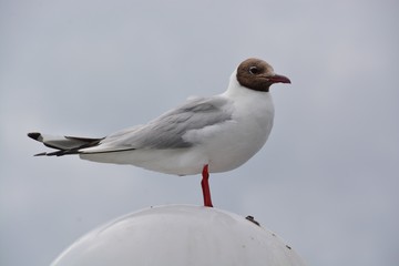 Seagull