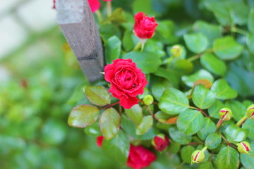 Rose - Red Leonardo da Vinci.