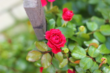 Rose - Red Leonardo da Vinci.