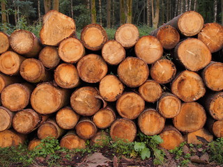 Holzstapel mit frisch gerodeten Fichtenbäumen