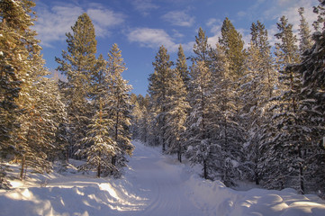 Fototapeta na wymiar Snowy road through evergreens on a sunny winter day