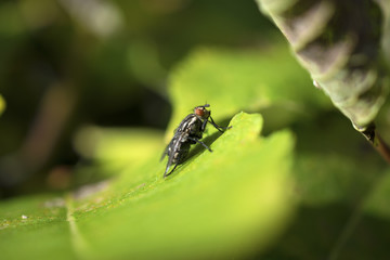 Black hairy fly sitting on green leaf under sunlight