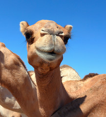 camels in the desert