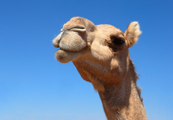 Obraz premium camels in the desert