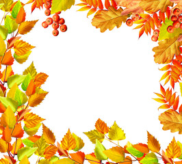 foliage isolated on white background. Golden autumn