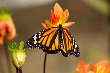 Foto op Canvas vlinder hangend © wendyhilven