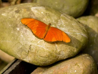 Foto auf Acrylglas Schmetterling © wendyhilven