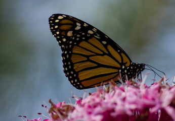 Fototapeta na wymiar vlinder