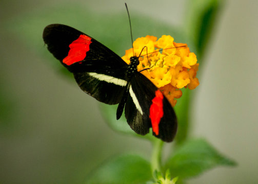 zwart ,rode vlinder 