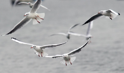 A flock of gulls,rivergulls flying above river Danube,in Zemun,Belgrade,Serbia.