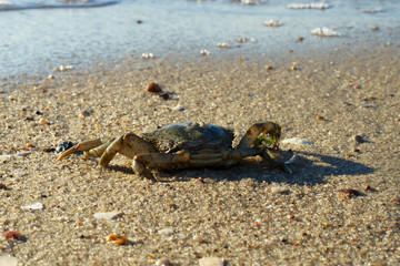 Krabbe am Strand