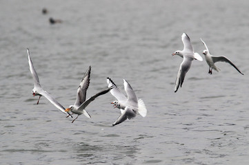 A flock of gulls,rivergulls flying above river Danube,in Zemun,Belgrade,Serbia.