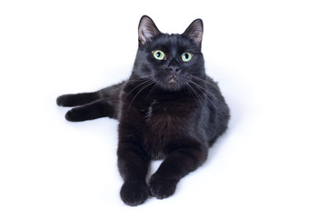 Black cat lying isolated on white background