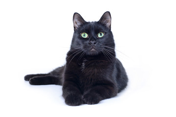 Black cat lying isolated on white background
