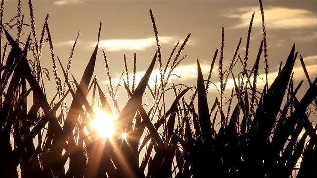 maize field at sunrise, background
