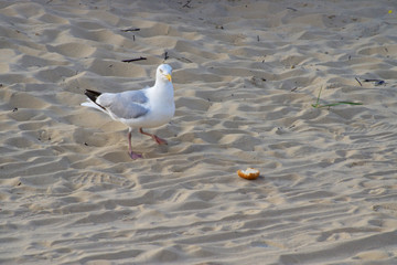 Möwe