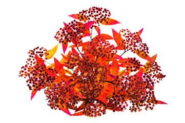 Spiraea japonica (Japanese spiraea) branch isolated on white background. Spiraea japonica (Japanese spiraea) view from above. Spiraea japonica (Japanese spiraea) in autumn season.