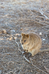 Quokka on Rottnest Island, Australia.