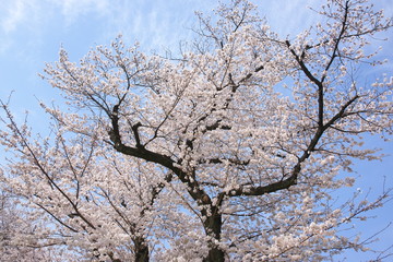Fototapeta premium 桜