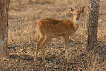 Naklejka na ściany i meble Young Spotted Deer in the Forest