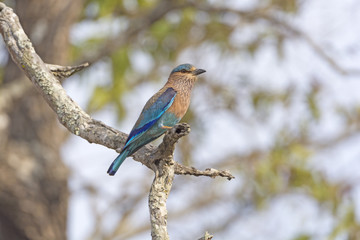 Colorful Indian Roller