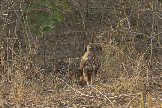 Crested Hwk Eagle in the Forest