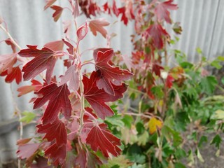red autumn leaves of currant