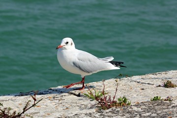 Mouette rieuse en marche (La Rochelle France)