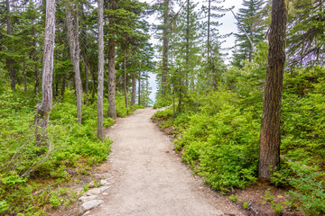 Fragment of Panorama Trail in Sea to Sky Gondola Park in Vancouver, Canada.