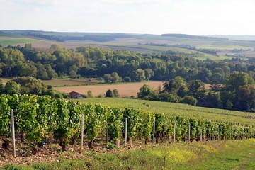 Fototapeta na wymiar Vignes de l'auxerrois (Auxerre, Bourgogne, France)