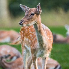 Damwild Damhirsch (Dama dama)