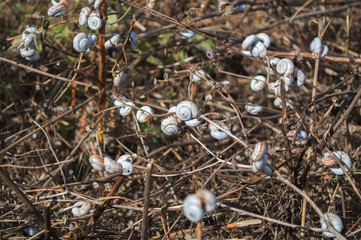 a lot of snails accumulated on the branches of a Bush