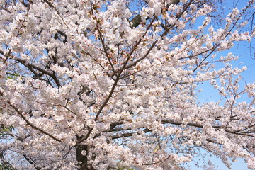 Fototapeta premium 桜