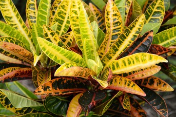 croton tree in nature garden