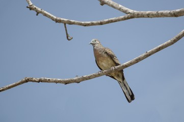 close up small bird on branch tree
