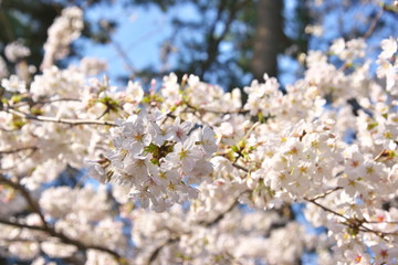 桜