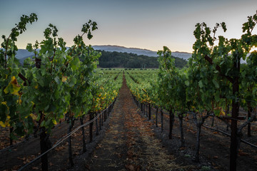 Fototapeta na wymiar Clear blue sky at sunset in Napa Valley vineyard. Looking down a row of Napa grape vines at dusk in early autumn.
