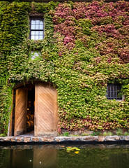 Fototapeta na wymiar Autumn vines on winery wall, barrels behind cellar door. Napa Valley, California winery.