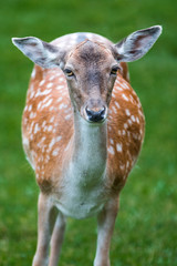 Obraz premium Damwild Damhirsch (Dama dama)