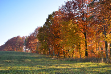 Autumn forest