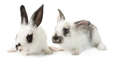 Obraz premium Two little rabbits