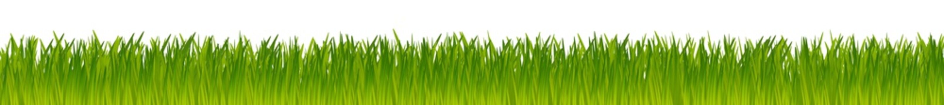 green realistic vector grass meadow isolated on white background