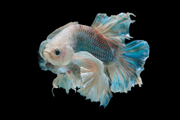 betta fish