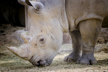 Obraz premium Rhinoceros