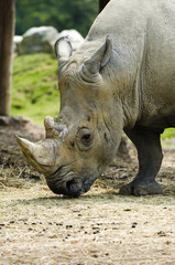 Obraz premium Nosorożec