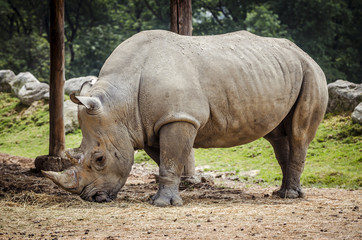 Fototapeta premium Rhinoceros