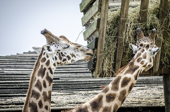 couple giraffes grazing