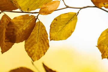 Colorful leaf in park.